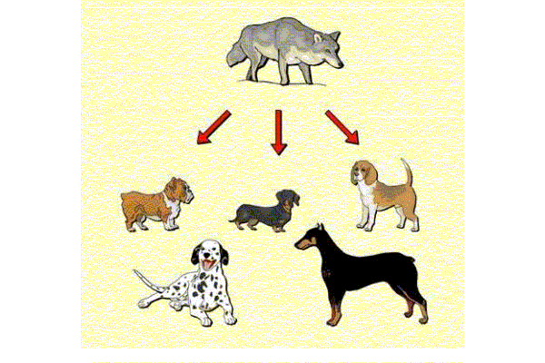 Artificial Selection