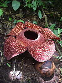 Rafflesia